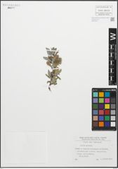 Foto von Salix glauca L.
